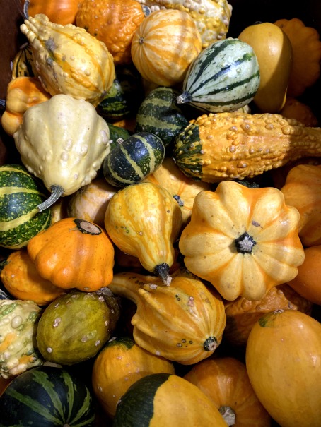 A variety of colorful gourds and squash in a bin, showcasing fresh produce available at Feed More.