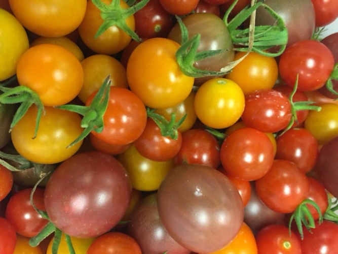 A mix of colorful cherry tomatoes, highlighting the fresh produce available through Feed More.