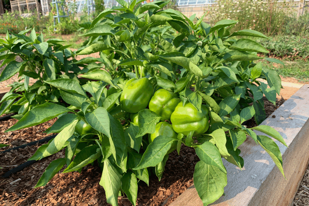 Produce growing in Lewis Ginter Botanical Garden's Kroger Community Kitchen Garden. Volunteers help grow and pick produce at the garden.